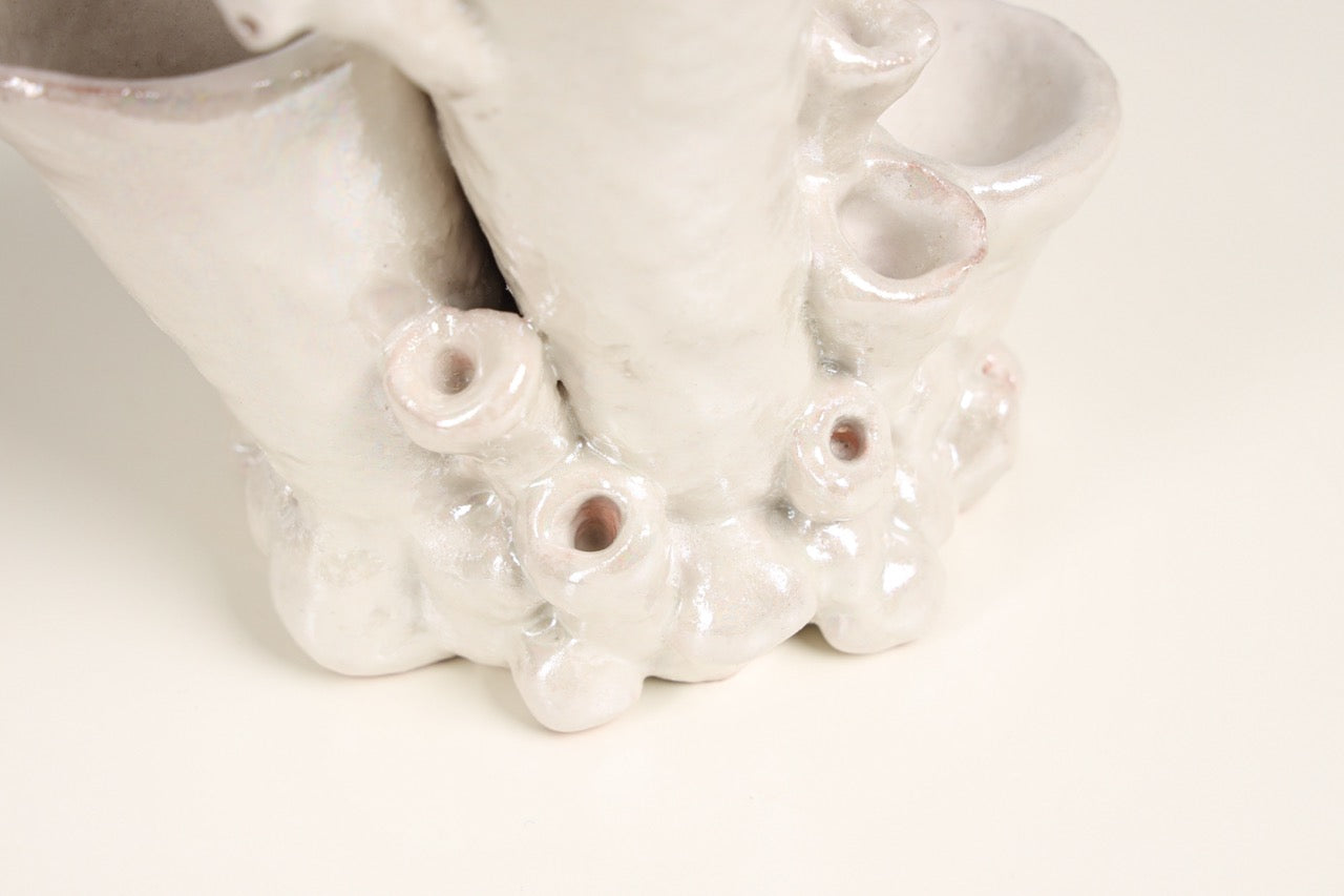 Palmaria Cup in Pearl